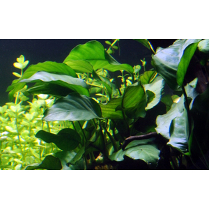 АНУБИАС БАРТЕРИ ВАР. БАРТЕРИ Anubias barteri var. barteri