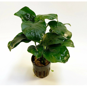 АНУБИАС БАРТЕРИ БРИЛЛИАНТ - Anubias barteri sp. Diamond