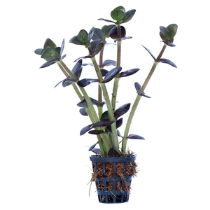 БАКОПА ЗАЛЬЦМАНА ПУРПУРНАЯ - Bacopa Salzmannii Purple