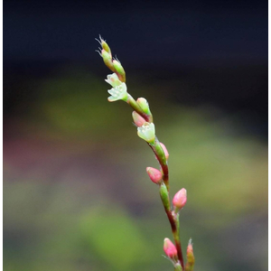 ПЕРСИКАРИЯ САН ПАУЛУ - Persicaria sp. 'Sao Paulo'