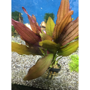 ЭХИНОДОРУС ГОРЕМАНА - Echinodorus horemanii red