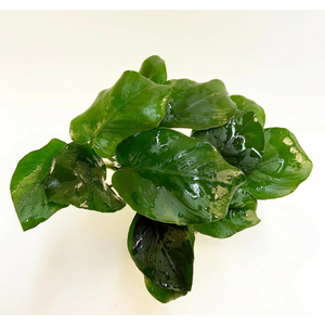 АНУБИАС БАРТЕРИ БРИЛЛИАНТ - Anubias barteri sp. Diamond