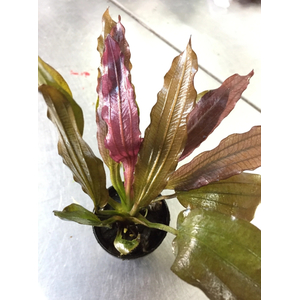 ЭХИНОДОРУС ГОРЕМАНА - Echinodorus horemanii red