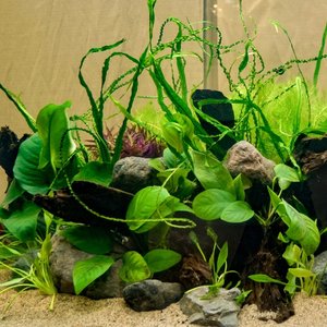 АНУБИАС БАРТЕРИ ВАР. БАРТЕРИ Anubias barteri var. barteri