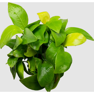 АНУБИАС НАНА ЗОЛОТОЙ mini - Anubias sp. golden