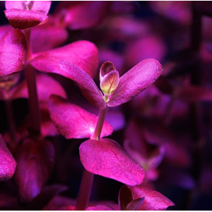 БАКОПА ЗАЛЬЦМАНА ПУРПУРНАЯ - Bacopa Salzmannii Purple