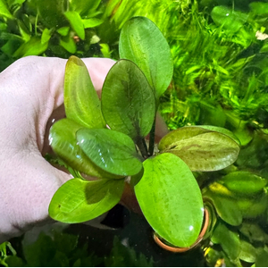 ЭХИНОДОРУС ЯГУАР - Echinodorus jaguarЭХИНОДОРУС ЯГУАР - Echinodorus jaguar
