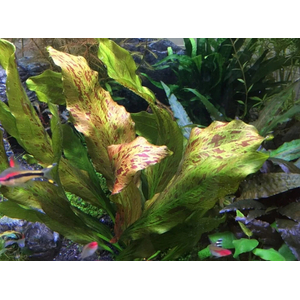 ЭХИНОДОРУС ЯГУАР - Echinodorus jaguar