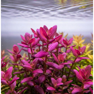 БАКОПА ЗАЛЬЦМАНА ПУРПУРНАЯ - Bacopa Salzmannii Purple
