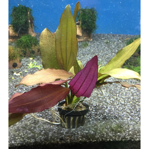 ЭХИНОДОРУС ГОРЕМАНА - Echinodorus horemanii red