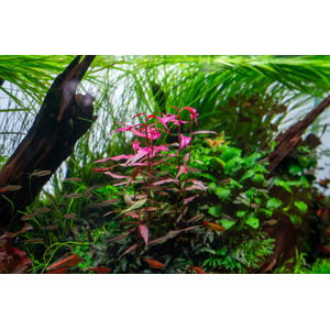 ПЕРСИКАРИЯ САН ПАУЛУ - Persicaria sp. 'Sao Paulo'