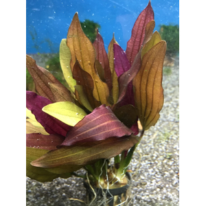 ЭХИНОДОРУС ГОРЕМАНА - Echinodorus horemanii red