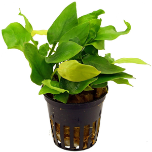 АНУБИАС НАНА ЗОЛОТОЙ mini - Anubias sp. golden