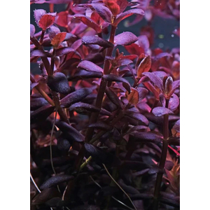 БАКОПА ЗАЛЬЦМАНА ПУРПУРНАЯ - Bacopa Salzmannii Purple