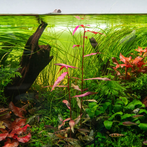 ПЕРСИКАРИЯ САН ПАУЛУ - Persicaria sp. 'Sao Paulo'