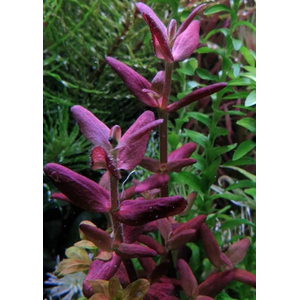 БАКОПА ЗАЛЬЦМАНА ПУРПУРНАЯ - Bacopa Salzmannii Purple