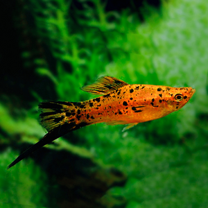 Меченосец тигровый (Xiphophorus hellerii var.) — селекционная форма меченосца Геллера (зелёного) и его ближайшего родственника — пецилии. Отличается характерным «тигровым» рисунком — хаотичным нагромождением тёмных пятен на теле, которые могут располагаться и на плавниках.