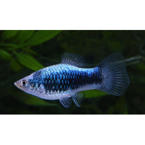 Пецилия калико голубая (Xiphophorus maculatus) — селекционная форма живородящей рыбки из семейства пецилиевых. Отличается яркой окраской с сочетанием голубого, чёрного и иногда красного цветов, а также характерным металлическим блеском.