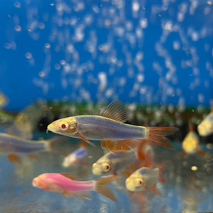 Лабео GLO синий (Labeo frenatus GloFish, также встречается название Epalzeorhynchos frenatus var. Blue) — генетически модифицированная аквариумная рыбка семейства карповых. Её отличительная особенность — яркая флуоресцентная окраска, которая сохраняется всю жизнь и становится ярче по мере взросления.