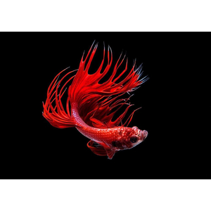 Петушок коронохвостый (Betta Crowntail) — селекционная форма лабиринтовой рыбки петушка. Отличается уникальной формой хвостового плавника, который при переворачивании рыбки вниз головой напоминает зубцы короны.