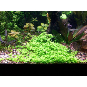 Bacopa australis (бакопа австралийская)

Отличительные особенности

Склонность стебля стелиться вдоль грунта. Это позволяет формировать пышные заросли или плотный зелёный ковёр.
Изменение окраски листьев. При ярком освещении листья могут приобретать розоватый или красноватый оттенок.
Хрупкость стеблей. Требует аккуратного обращения при пересадке и транспортировке.
Цветение. В благоприятных условиях на поверхности воды могут появляться белые четырёхлистные цветки.