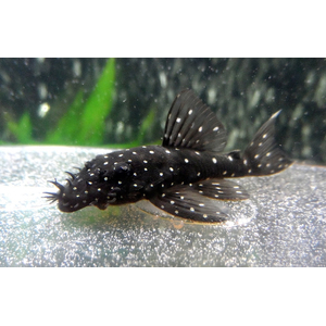 Ancistrus sp. L184 (также известный как Анциструс бриллиантовый) — это популярный в аквариумистике вид кольчужных (лорикариевых) сомов.