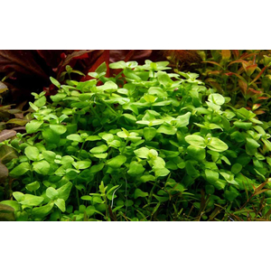 Bacopa australis (бакопа австралийская)

Отличительные особенности

Склонность стебля стелиться вдоль грунта. Это позволяет формировать пышные заросли или плотный зелёный ковёр.
Изменение окраски листьев. При ярком освещении листья могут приобретать розоватый или красноватый оттенок.
Хрупкость стеблей. Требует аккуратного обращения при пересадке и транспортировке.
Цветение. В благоприятных условиях на поверхности воды могут появляться белые четырёхлистные цветки.