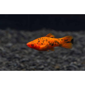 Меченосец тигровый (Xiphophorus hellerii var.) — селекционная форма меченосца Геллера (зелёного) и его ближайшего родственника — пецилии. Отличается характерным «тигровым» рисунком — хаотичным нагромождением тёмных пятен на теле, которые могут располагаться и на плавниках.