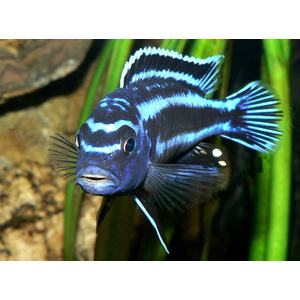 МЕЛАНОХРОМИС ЙОХАНИ - Melanochromis johannii​

Отличительная особенность породы

Выраженный половой диморфизм: самцы и самки окрашены совершенно по-разному, из-за чего их часто принимают за разные виды.