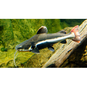 Phractocephalus hemioliopterus — краснохвостый сом (также известен как фрактоцефалус, сом-плоскоголовик, пирарара, речной монстр). Это единственный сохранившийся представитель рода Phractocephalus.