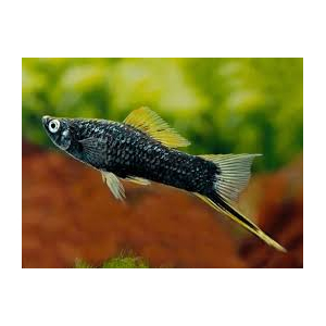 Меченосец чёрный (Xiphophorus hellerii var Black) — селекционная форма меченосца Геллера (зелёного). В природе не встречается.