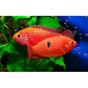 Хемихромис эксул (Rubricatochromis exsul, ранее — Hemichromis exsul) — пресноводная лучеперая рыбка из семейства Цихловые, известная как «красная жемчужина Африки» или «сокровище озера Туркана».