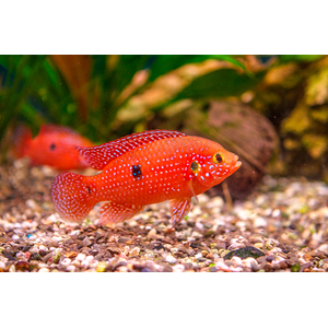 Хемихромис эксул (Rubricatochromis exsul, ранее — Hemichromis exsul) — пресноводная лучеперая рыбка из семейства Цихловые, известная как «красная жемчужина Африки» или «сокровище озера Туркана».
