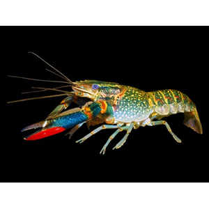 Австралийский красноклешневый рак (Cherax quadricarinatus) — пресноводное ракообразное из отряда десятиногих раков. Также известен как «рак Красный коготь».