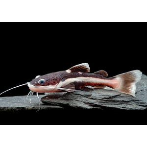 Phractocephalus hemioliopterus — краснохвостый сом (также известен как фрактоцефалус, сом-плоскоголовик, пирарара, речной монстр). Это единственный сохранившийся представитель рода Phractocephalus.