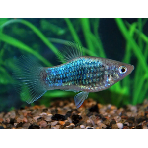 Пецилия калико голубая (Xiphophorus maculatus) — селекционная форма живородящей рыбки из семейства пецилиевых. Отличается яркой окраской с сочетанием голубого, чёрного и иногда красного цветов, а также характерным металлическим блеском.