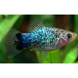 Пецилия калико голубая (Xiphophorus maculatus) — селекционная форма живородящей рыбки из семейства пецилиевых. Отличается яркой окраской с сочетанием голубого, чёрного и иногда красного цветов, а также характерным металлическим блеском.