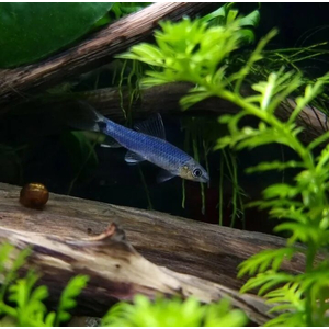 Водорослеед GLO синий (Crossocheilus reticulatus) — генетически модифицированная форма сетчатого водорослееда, популярная в аквариумистике благодаря способности бороться с нежелательными водорослями, например «чёрной бородой», «вьетнамкой» и нитчаткой.