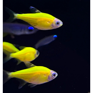 Тетра Пристелла Гло Жёлтая (Pristella maxillaris GloFish) — генетически модифицированная версия обычной пристеллы, известная своей яркой флуоресцентной окраской.