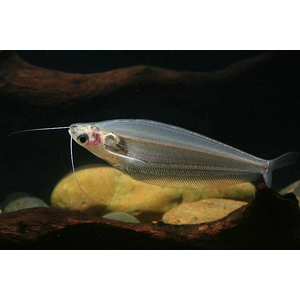 Kryptopterus bicirrhis (двуусый индийский стеклянный сомик, сом-призрак) — пресноводная лучепёрая рыба из семейства сомовых, обитающая в Юго-Восточной Азии.