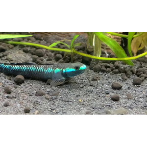 Бычок-стифодон (Stiphodon semoni) — пресноводная лучепёрая рыбка из семейства Бычковые (Gobiidae). Также известен как стифодон неоновый синий или кобальтовый.
