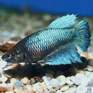 Курочка вуалевая (Veiltail Betta, Betta splendens) — селекционную форму бойцовых рыбок. Это одна из первых искусственно выведенных разновидностей петушков.