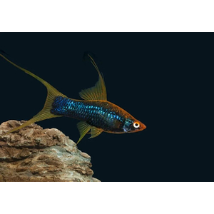 Чёрный вильчатый меченосец (Xiphophorus hellerii var Black, или Xiphophorus hellerii «Black Lyretail») — селекционная форма меченосца Геллера, отличающаяся глубоким чёрным окрасом и необычным хвостовым плавником с 1–3 удлинёнными лучами («мечами»), напоминающими вилку.
