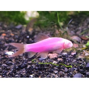 Лабео «GLO Fish» фиолетовый (Labeo frenatus) — селекционная форма аквариумной рыбки из семейства карповых с флуоресцентной окраской. Получен путём искусственного внедрения в ДНК рыбок гена медуз и кораллов, производящего флуоресцентный белок, который придаёт рыбе яркие цвета.