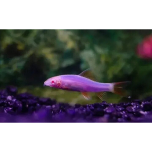 Лабео «GLO Fish» фиолетовый (Labeo frenatus) — селекционная форма аквариумной рыбки из семейства карповых с флуоресцентной окраской. Получен путём искусственного внедрения в ДНК рыбок гена медуз и кораллов, производящего флуоресцентный белок, который придаёт рыбе яркие цвета.