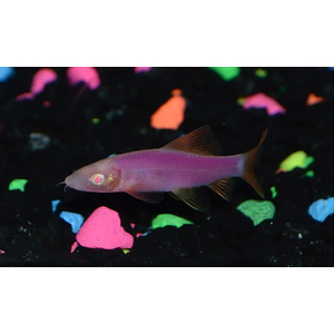 Лабео «GLO Fish» фиолетовый (Labeo frenatus) — селекционная форма аквариумной рыбки из семейства карповых с флуоресцентной окраской. Получен путём искусственного внедрения в ДНК рыбок гена медуз и кораллов, производящего флуоресцентный белок, который придаёт рыбе яркие цвета.