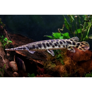 ПАНЦИРНАЯ ЩУКА ФЛОРИДСКАЯ -  (Lepisosteus platyrhincus)

Отличительная особенность породы

Главная особенность — прочная ганоидная чешуя, которая покрывает всё тело и напоминает броню. Она очень твёрдая, и в прошлом индейцы использовали её для изготовления наконечников стрел.
Ещё одна характерная черта — широкая морда и нижняя челюсть. При этом под нижней челюстью, в отличие от некоторых других видов панцирников, чешуя отсутствует.