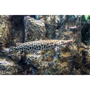 ПАНЦИРНАЯ ЩУКА ФЛОРИДСКАЯ -  (Lepisosteus platyrhincus)

Отличительная особенность породы

Главная особенность — прочная ганоидная чешуя, которая покрывает всё тело и напоминает броню. Она очень твёрдая, и в прошлом индейцы использовали её для изготовления наконечников стрел.
Ещё одна характерная черта — широкая морда и нижняя челюсть. При этом под нижней челюстью, в отличие от некоторых других видов панцирников, чешуя отсутствует.