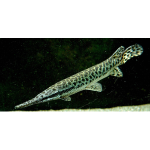 ПАНЦИРНАЯ ЩУКА ФЛОРИДСКАЯ -  (Lepisosteus platyrhincus)

Отличительная особенность породы

Главная особенность — прочная ганоидная чешуя, которая покрывает всё тело и напоминает броню. Она очень твёрдая, и в прошлом индейцы использовали её для изготовления наконечников стрел.
Ещё одна характерная черта — широкая морда и нижняя челюсть. При этом под нижней челюстью, в отличие от некоторых других видов панцирников, чешуя отсутствует.