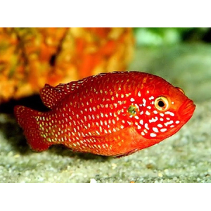 Хемихромис эксул (Rubricatochromis exsul, ранее — Hemichromis exsul) — пресноводная лучеперая рыбка из семейства Цихловые, известная как «красная жемчужина Африки» или «сокровище озера Туркана».